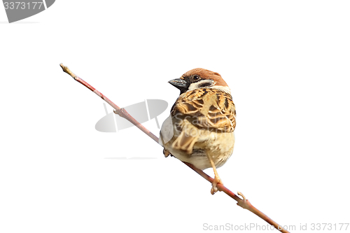 Image of house sparrow on twig over white