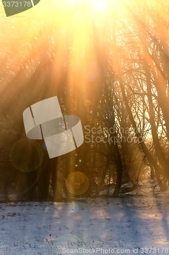 Image of orange sun rays over the trees