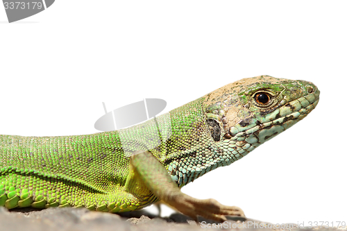 Image of isolated green lizard
