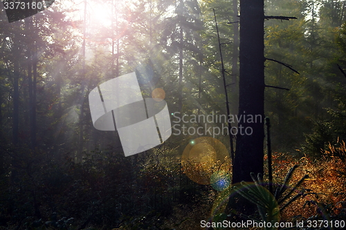 Image of beautiful light in mountain forest