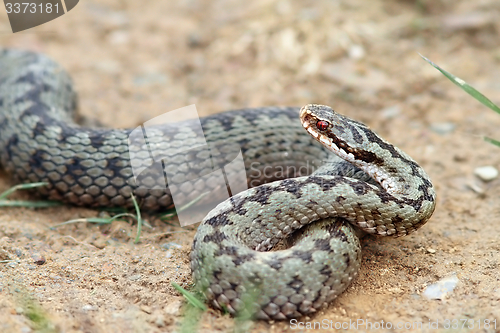 Image of female common adder ready to strike