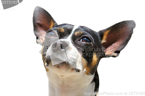 Image of isolated portrait of a chihuahua dog