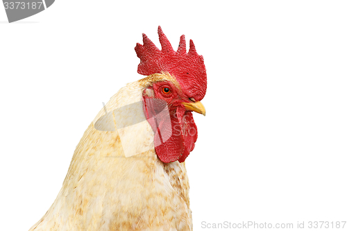 Image of isolated portrait of white rooster