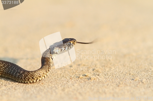 Image of juvenile grass snake on sand