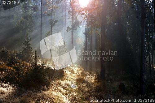 Image of spruce forest at sunrise