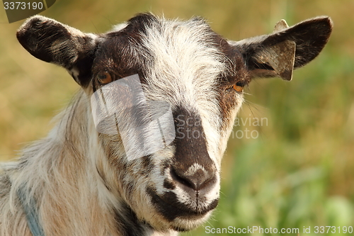 Image of portrait of striped goat