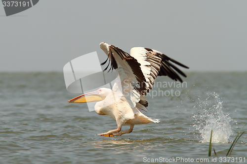 Image of great pelican taking off from the water