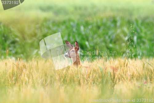 Image of roe deer doe in wheat field