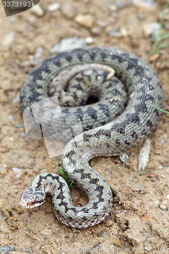 Image of large beautiful female berus viper