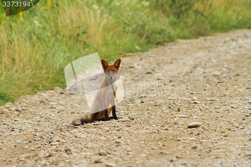 Image of young fox on rural road