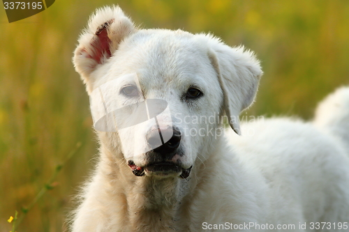 Image of white romanian shepherd  dog