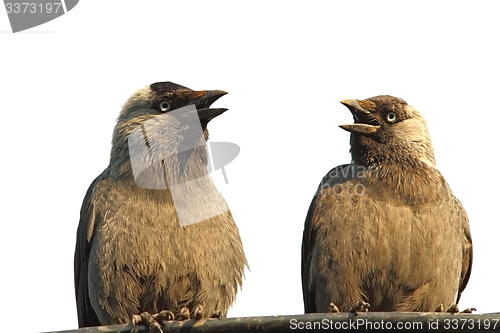 Image of isolated jackdaws at a chat