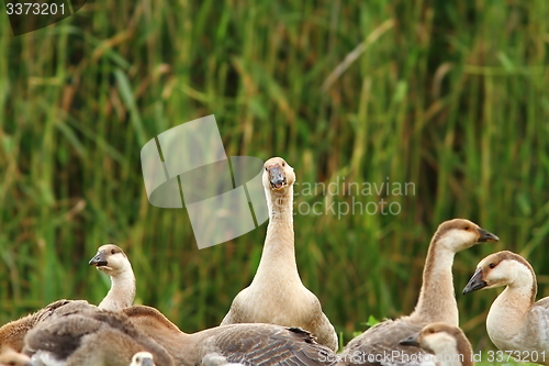 Image of flock of domestic geese