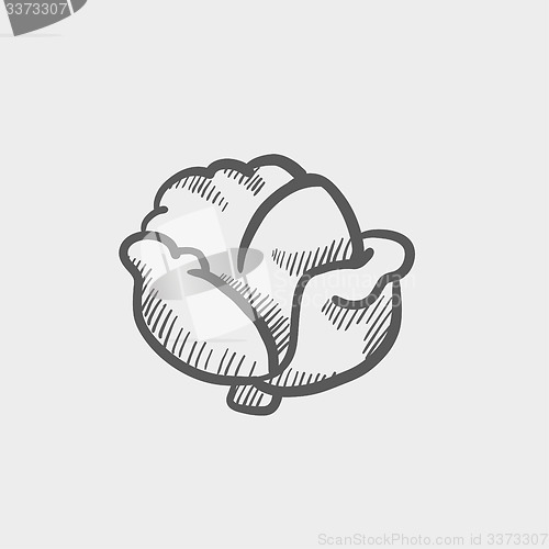 Image of Cabbage sketch icon