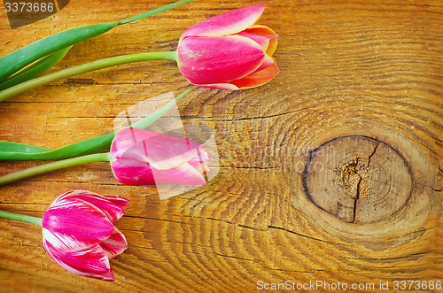 Image of Tulips