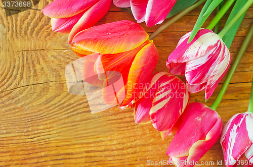 Image of Tulips