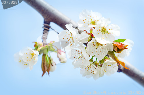 Image of spring flowers