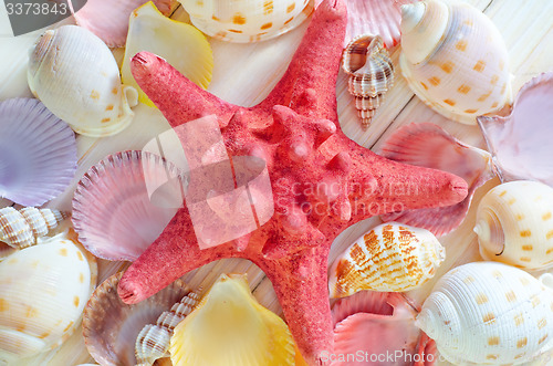 Image of shells