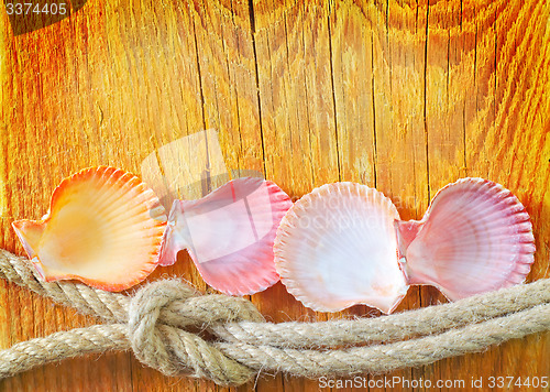 Image of shells on wooden background