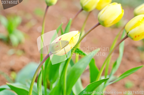 Image of yellow tulips