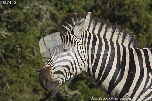 Image of Zebra Crossing