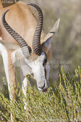 Image of springbok feeding time