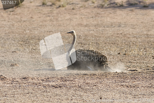 Image of Kalahari Dust Bath