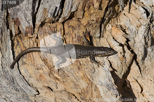 Image of Sunning Lizard