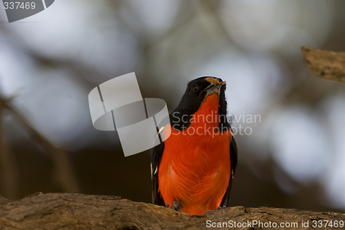 Image of Crimson Breasted Shrike