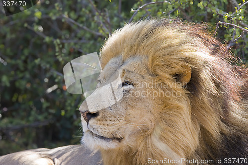 Image of Lion