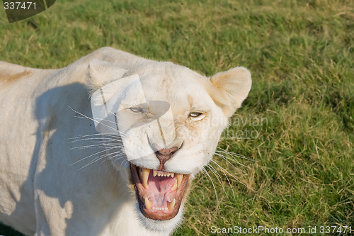 Image of Angry Lioness
