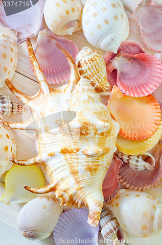 Image of shells