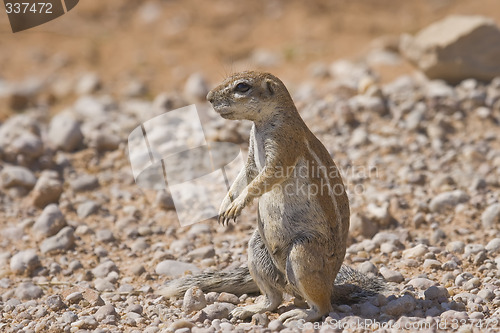 Image of Alert Squirrel