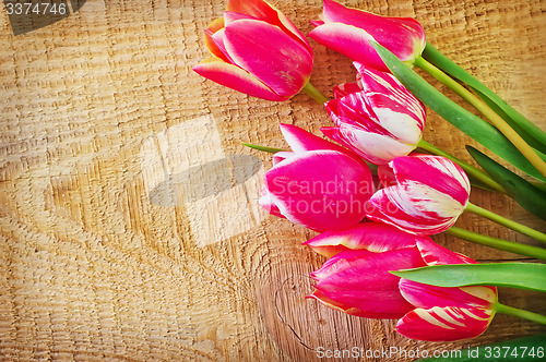 Image of Tulips