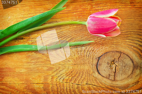 Image of Tulips