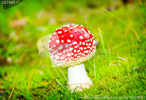 Image of three red mushrooms in the forest