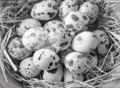 Image of raw guail eggs