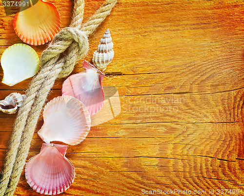 Image of shells on wooden background