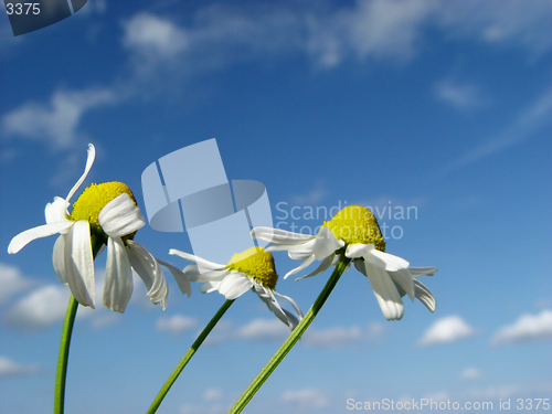 Image of 3 in the wind