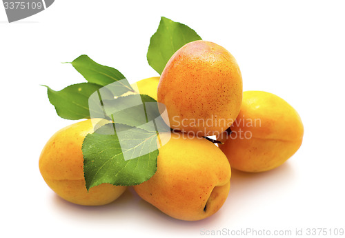 Image of apricot