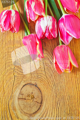 Image of Tulips