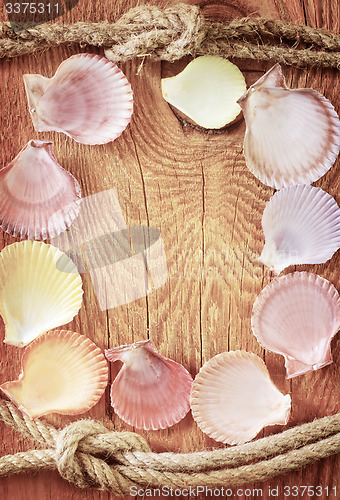 Image of shells on wooden background