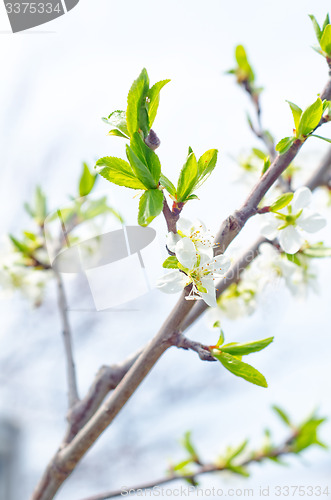 Image of spring flowers