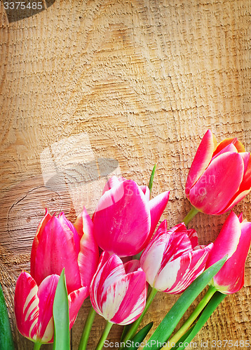 Image of Tulips