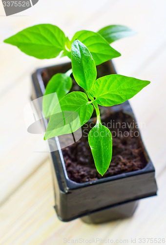 Image of seedling