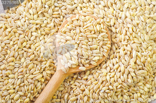 Image of wheat