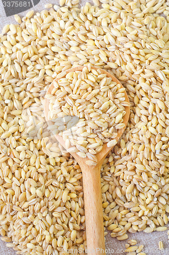 Image of wheat