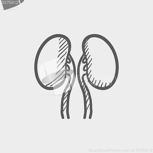 Image of Human kidney sketch icon