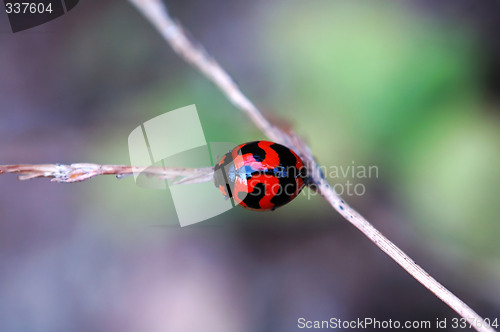 Image of Ladybird on a stalk of weed