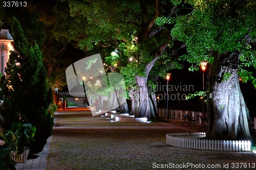 Image of Growing trees beside street